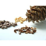 International Peay Japan Gotoha Pine Seed Extract SPN Black 90 Tablets per Bag