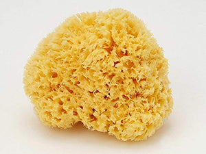 Natural sponge honeycomb (16cm)