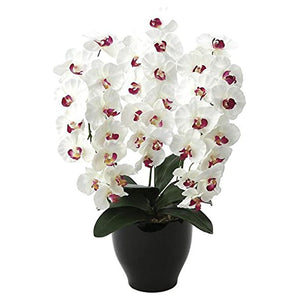 Photocatalyst Artificial Light of Paradise Premium Phalaenopsis Orchid w/AB 661 a125