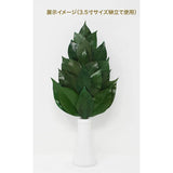 A&K Premium Sakaki Preserved (M Size Camellia Leaf Extended Version/1 Pair/Approx. Height 13.4 inches (34 cm) x Width 5.5 inches (14 cm)), Made of Tanba High Quality Camellia Leaf Shrine