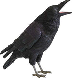 Pet Bank, Jungle Crow, Pet Bank, Jungle Crow