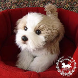 Ninia and Kino Sleeping Dog Shih Tzu Plush Toy, Dog, Realistic