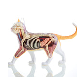 Skynet 3D Puzzle, 4D VISION Animal Anatomy No.29, Cat Anatomy Model, Orange