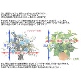 Photocatalyst Artificial Plants Light of Paradise anperosisuaibi- 249b60