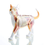 Skynet 3D Puzzle, 4D VISION Animal Anatomy No.29, Cat Anatomy Model, Orange