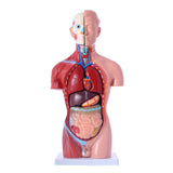 JUEKO JK-4325A Human Body Model, Real Type, 17.3 inches (44 cm), Anatomy Model, Internal Body, Specimen Design, Removable Parts, Teaching Material, School, Hospital