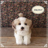 Ninia and Kino Sleeping Dog Shih Tzu Plush Toy, Dog, Realistic