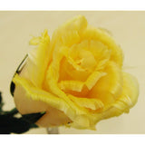 Lexan De Reve Feather Rose Pack-In Glass Double (Small, 1 Large, 1 Bottle) Yellow WL 0302G Y