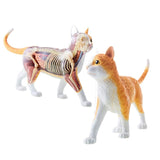 Skynet 3D Puzzle, 4D VISION Animal Anatomy No.29, Cat Anatomy Model, Orange