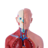 JUEKO JK-4325A Human Body Model, Real Type, 17.3 inches (44 cm), Anatomy Model, Internal Body, Specimen Design, Removable Parts, Teaching Material, School, Hospital