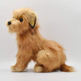 Norfolk Terrier No. 3996