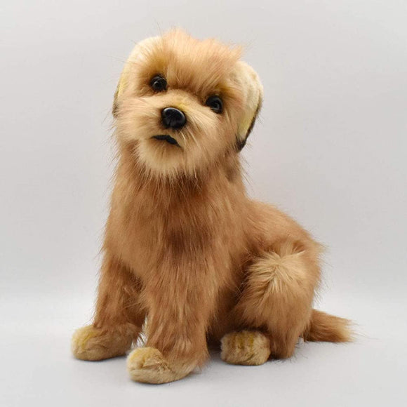 Norfolk Terrier No. 3996