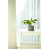 Soil Diatomaceous Earth puranta-kaba-