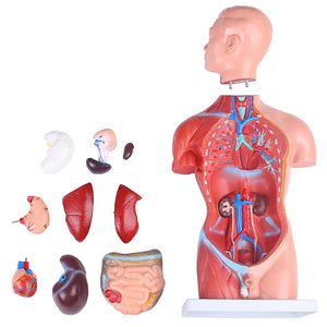 JUEKO JK-4325A Human Body Model, Real Type, 17.3 inches (44 cm), Anatomy Model, Internal Body, Specimen Design, Removable Parts, Teaching Material, School, Hospital