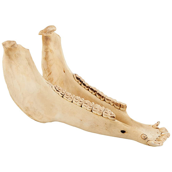 Tello Tagus Jawbone (Musical Instrument) TG – L08