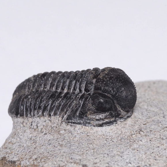 [N2 Stone Natural] Natural fossils Sanbiki -gerastos sp. (Trilobite) / specimen |