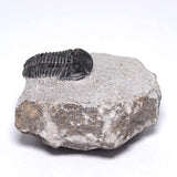[N2 Stone Natural] Natural fossils Sanbiki -gerastos sp. (Trilobite) / specimen |
