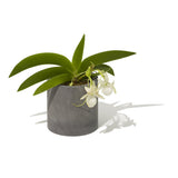 Soil Diatomaceous Earth puranta-kaba-