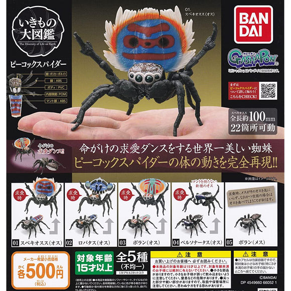 Ikimono Daizukan Peacock Spider (Complete Set of 5 Types) Gacha Capsule Toy