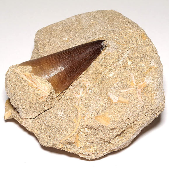 [N2 stone Natural] Natural Fossil Mosasaurus (Mosasaurus) | (2 | 